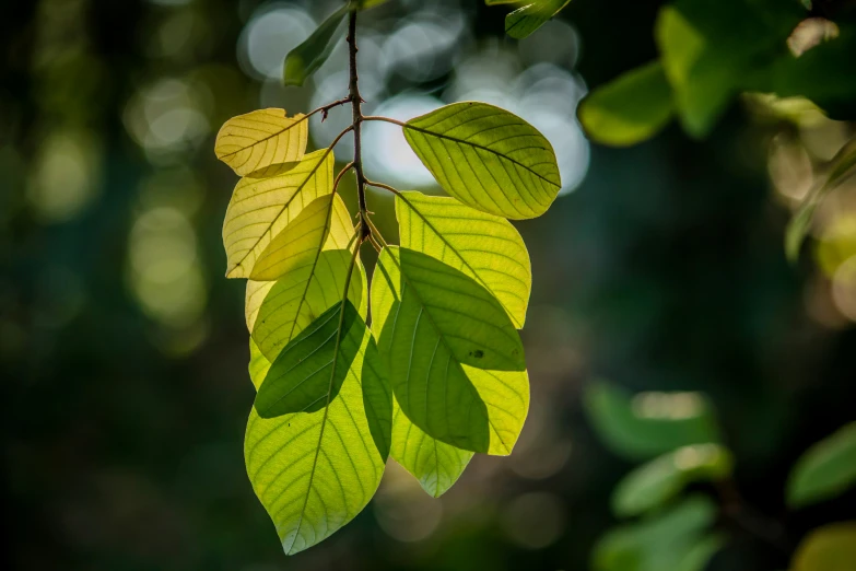 a close up of a leafy tree with green leaves