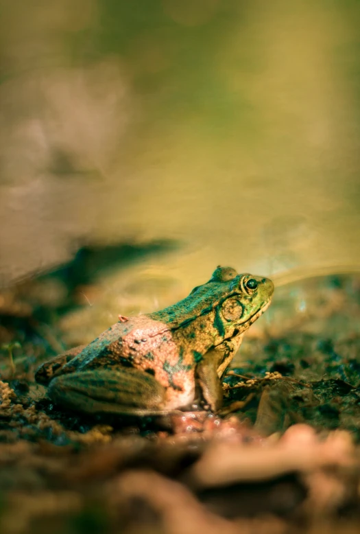 a small frog sitting on top of the ground