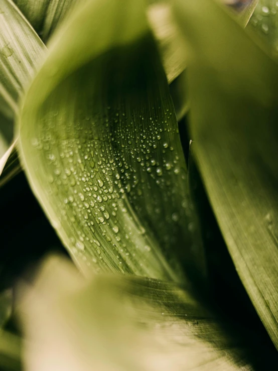 the green leaves are covered with water droplets