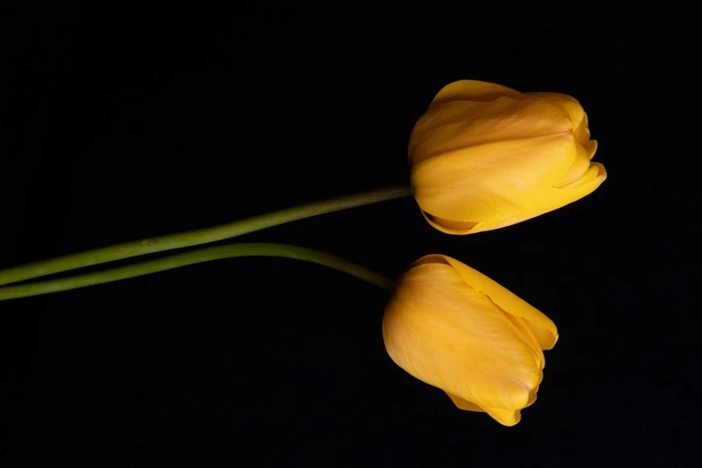 two yellow flowers with green stems in the dark
