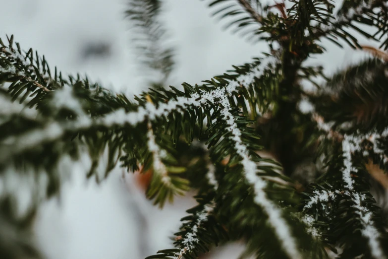 the nch of a tree with some snow on it