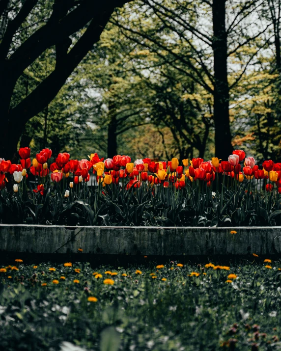 an image of many flowers in the park