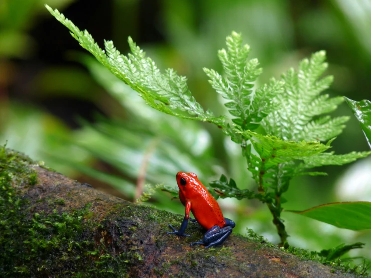 a small red toy frog that is sitting on a nch