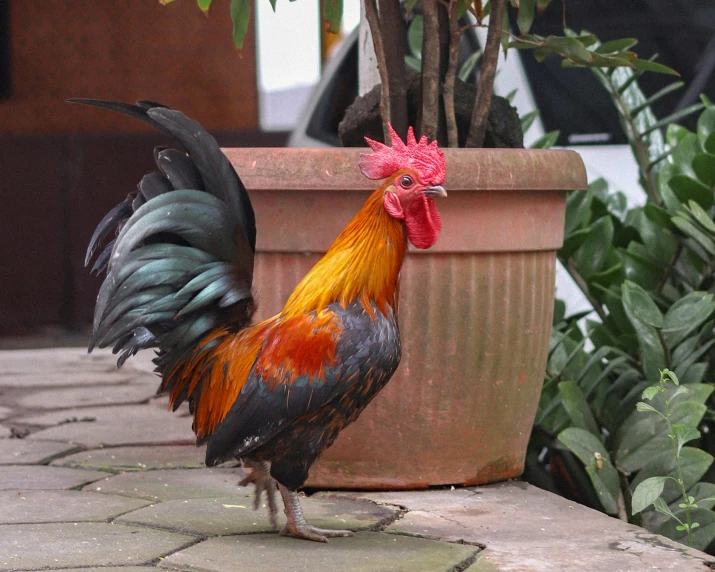 the rooster is standing beside the potted plant