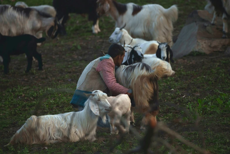 there is a woman and two goats in the grass