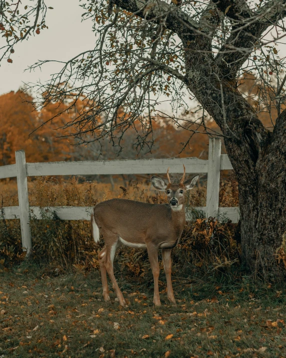 a large white - tailed deer stands in the grass near an open gate