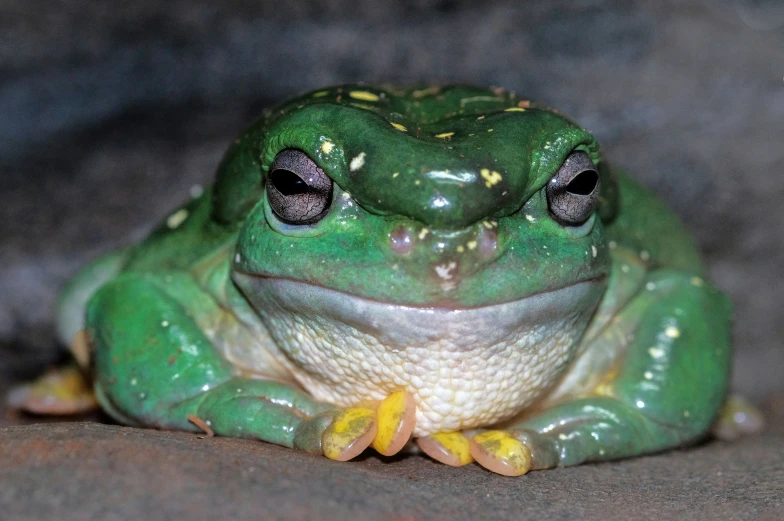 close up of the front end of a green frog