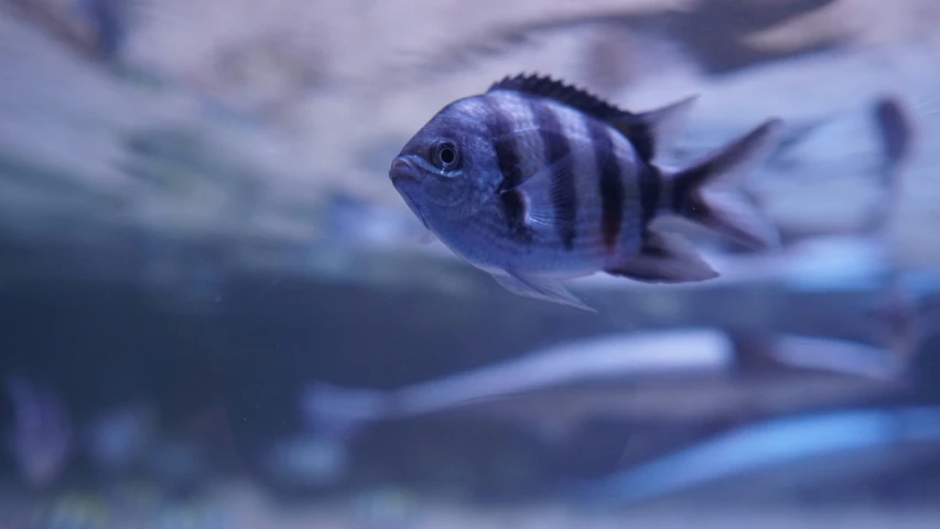 a fish swimming across an aquarium filled with gravel