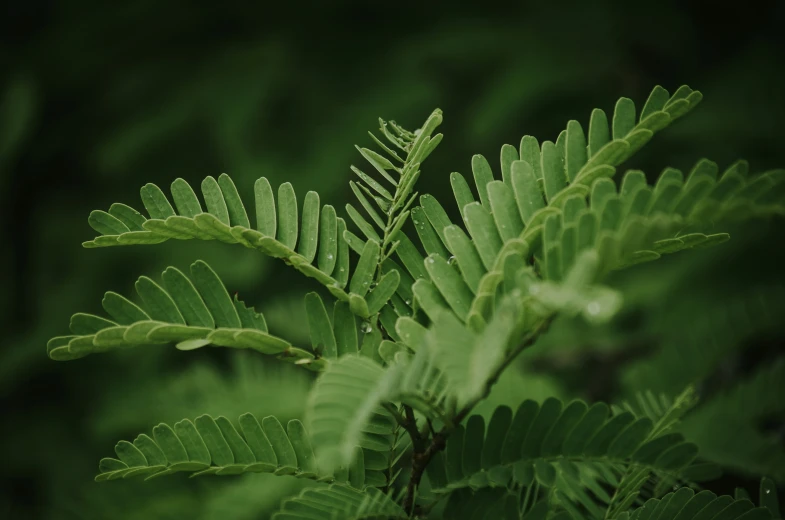 a very pretty green leaf that is near some green leaves