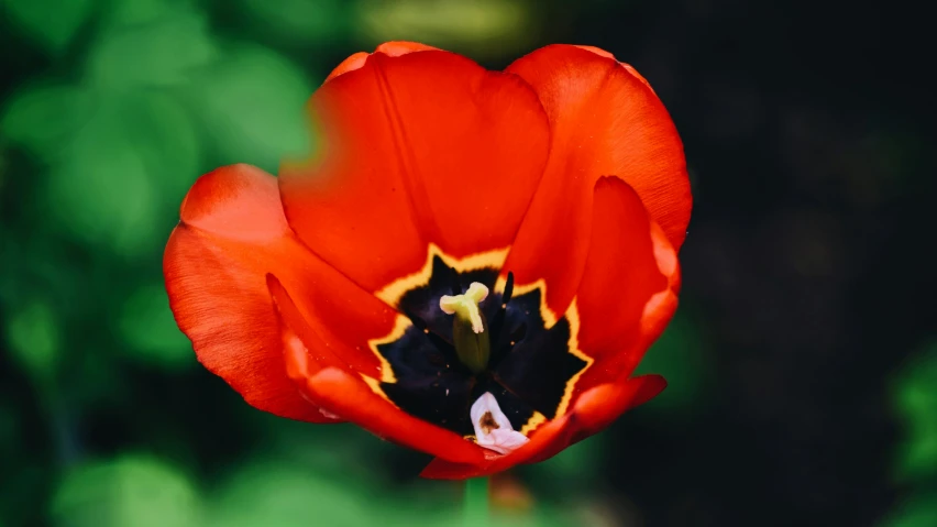 a beautiful red tulip with black stamen around the middle