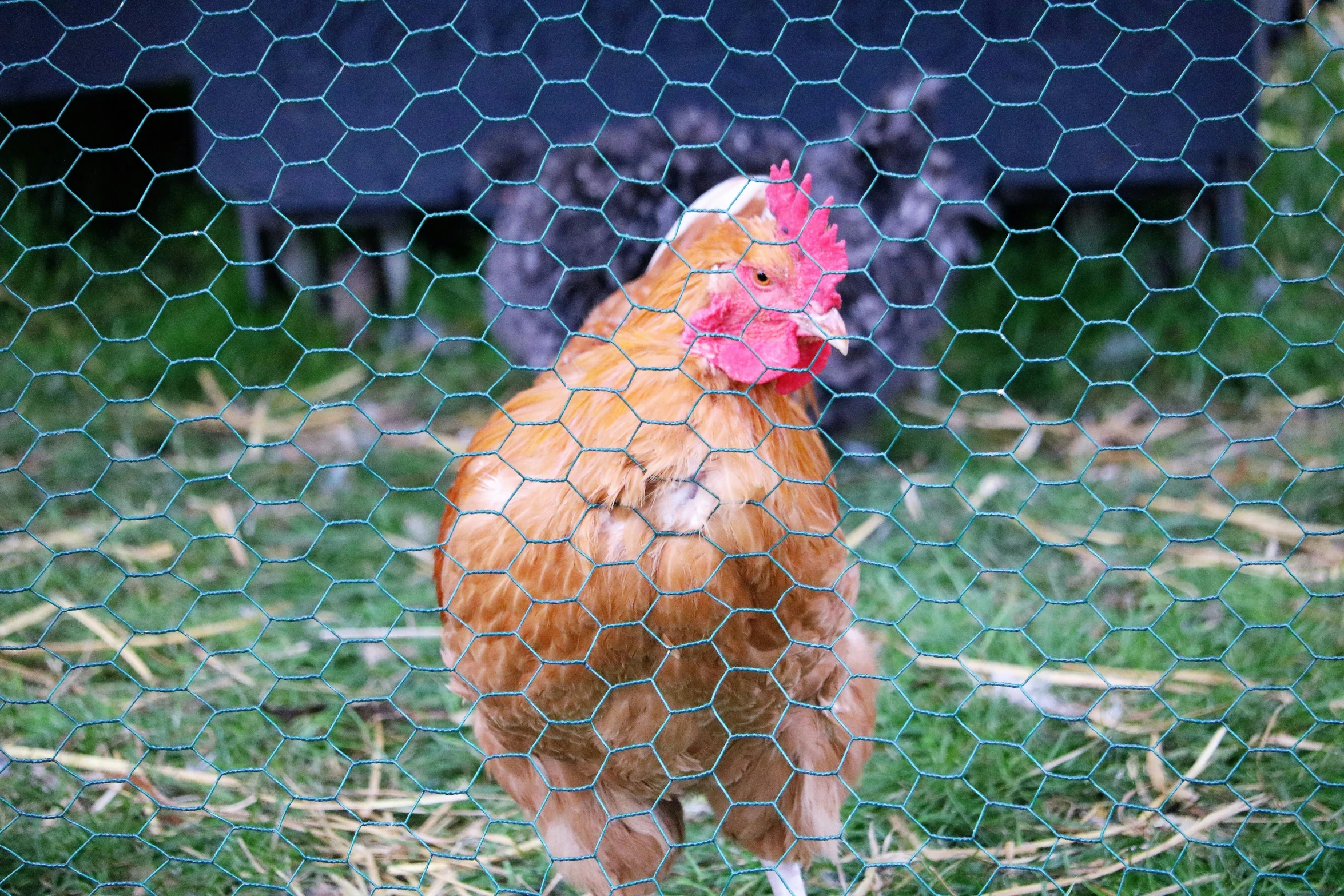 a brown chicken in the yard is standing in a cage