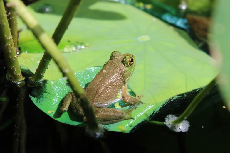 a frog sits on a leaf in the water