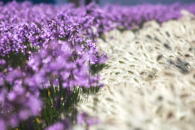 the small flowered field looks like they are growing from the sand