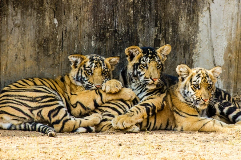 three tiger cubs lay on the ground next to a stone wall