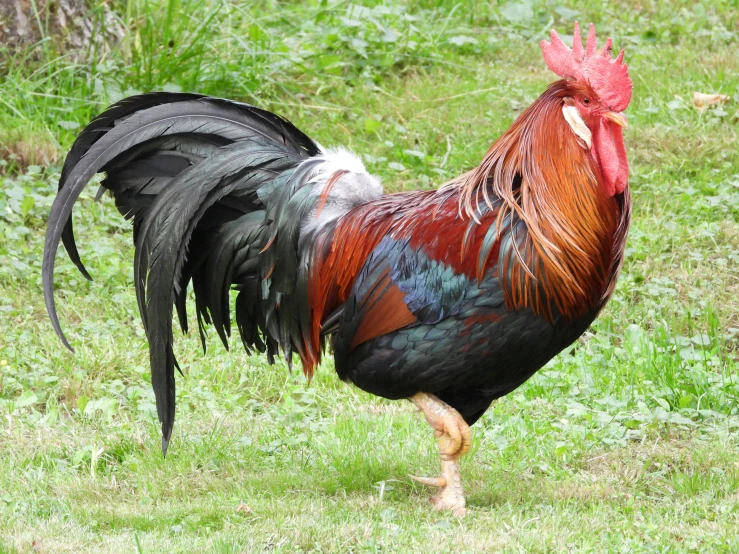 a close up of a rooster on a field of grass