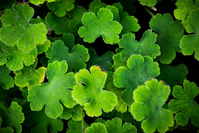 a close up of several leaves in a field