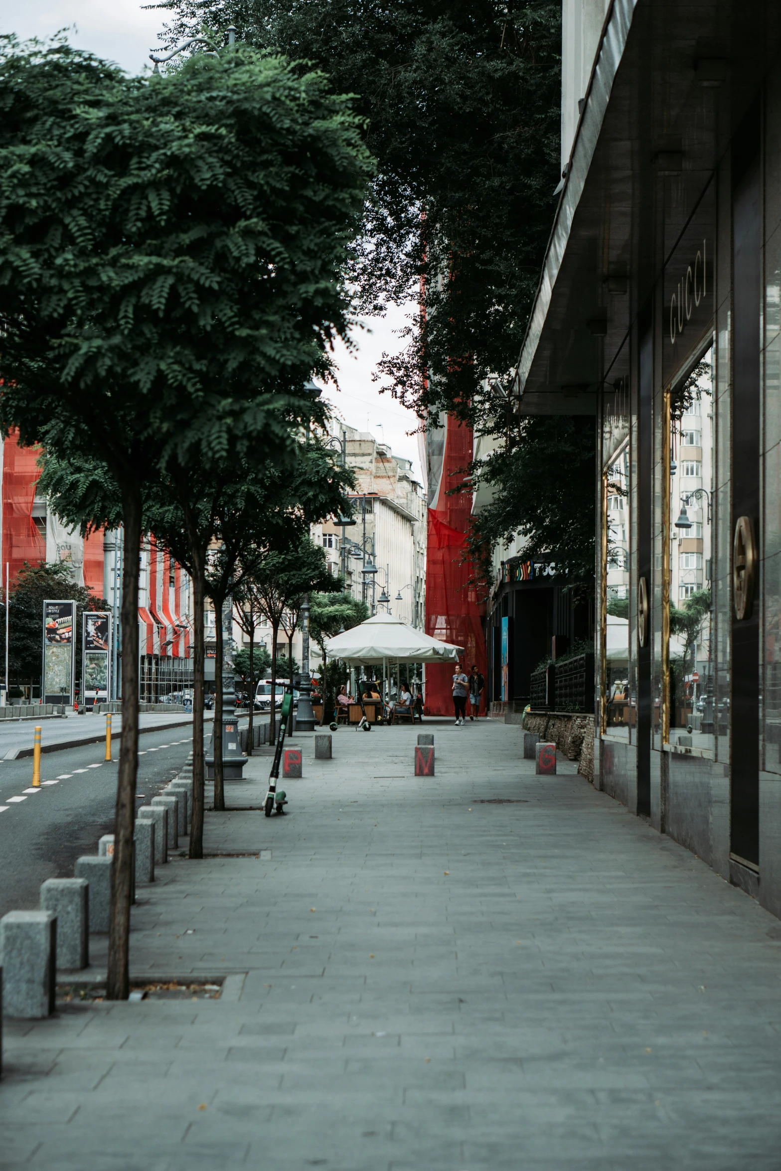 a street scene with focus on the trees