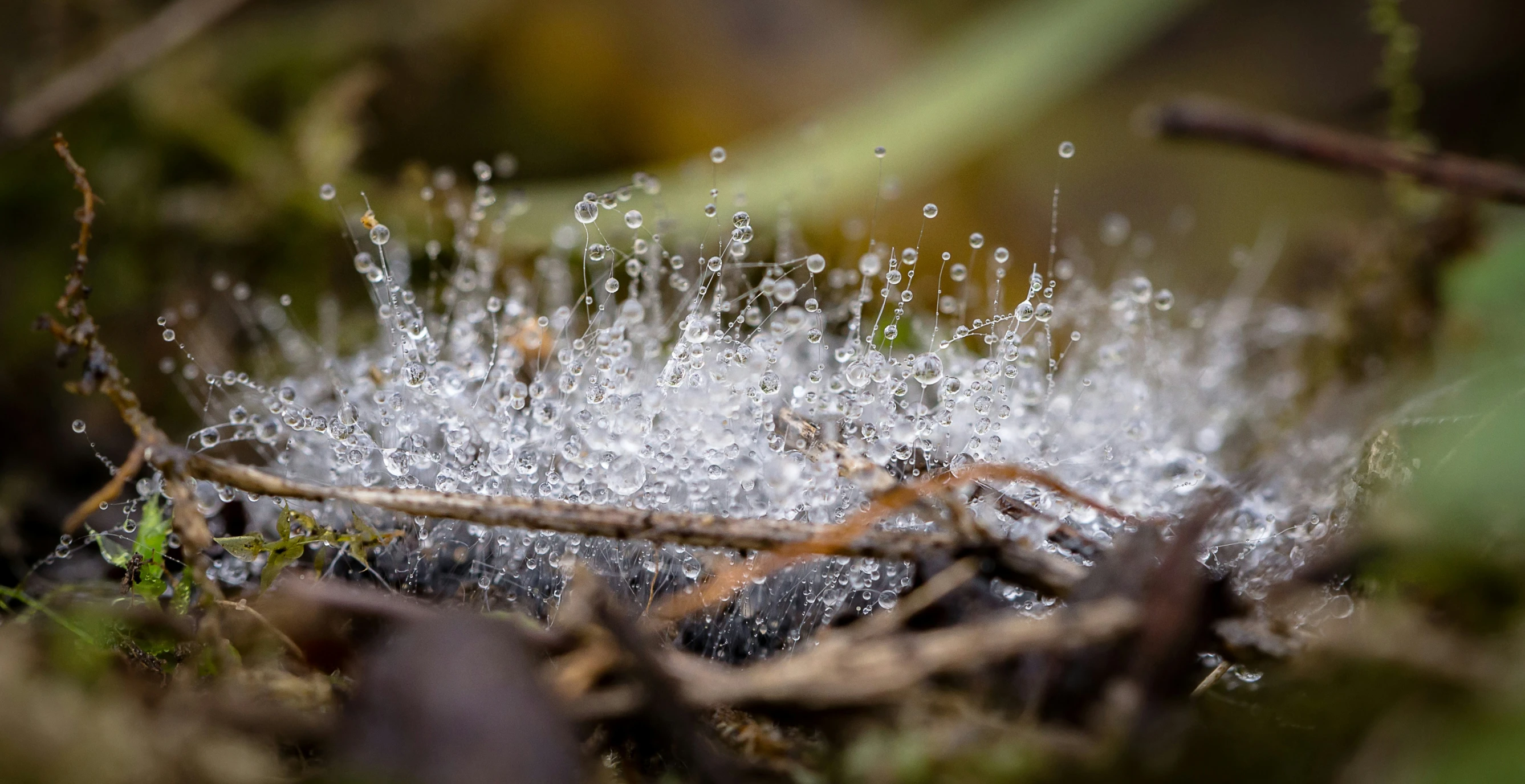 droplets of water falling down from tree nches on ground