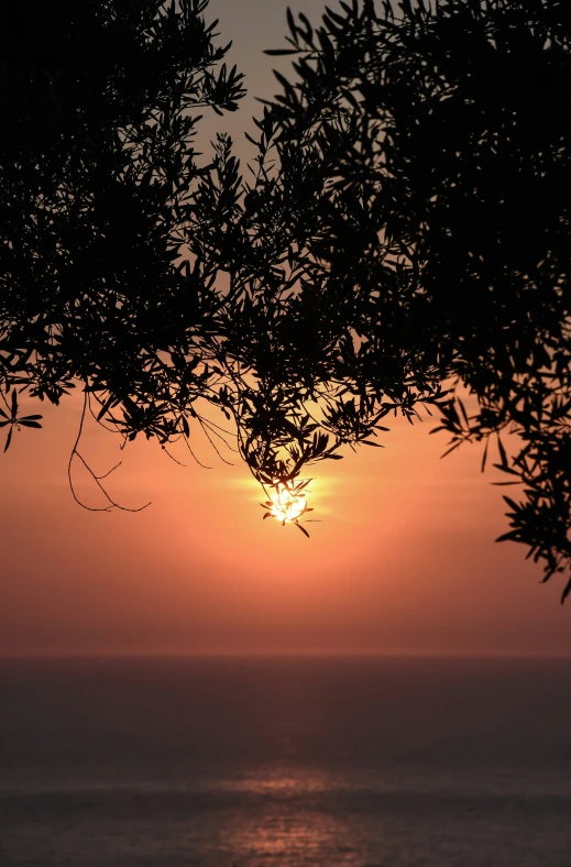 the sun rising over water and a tree