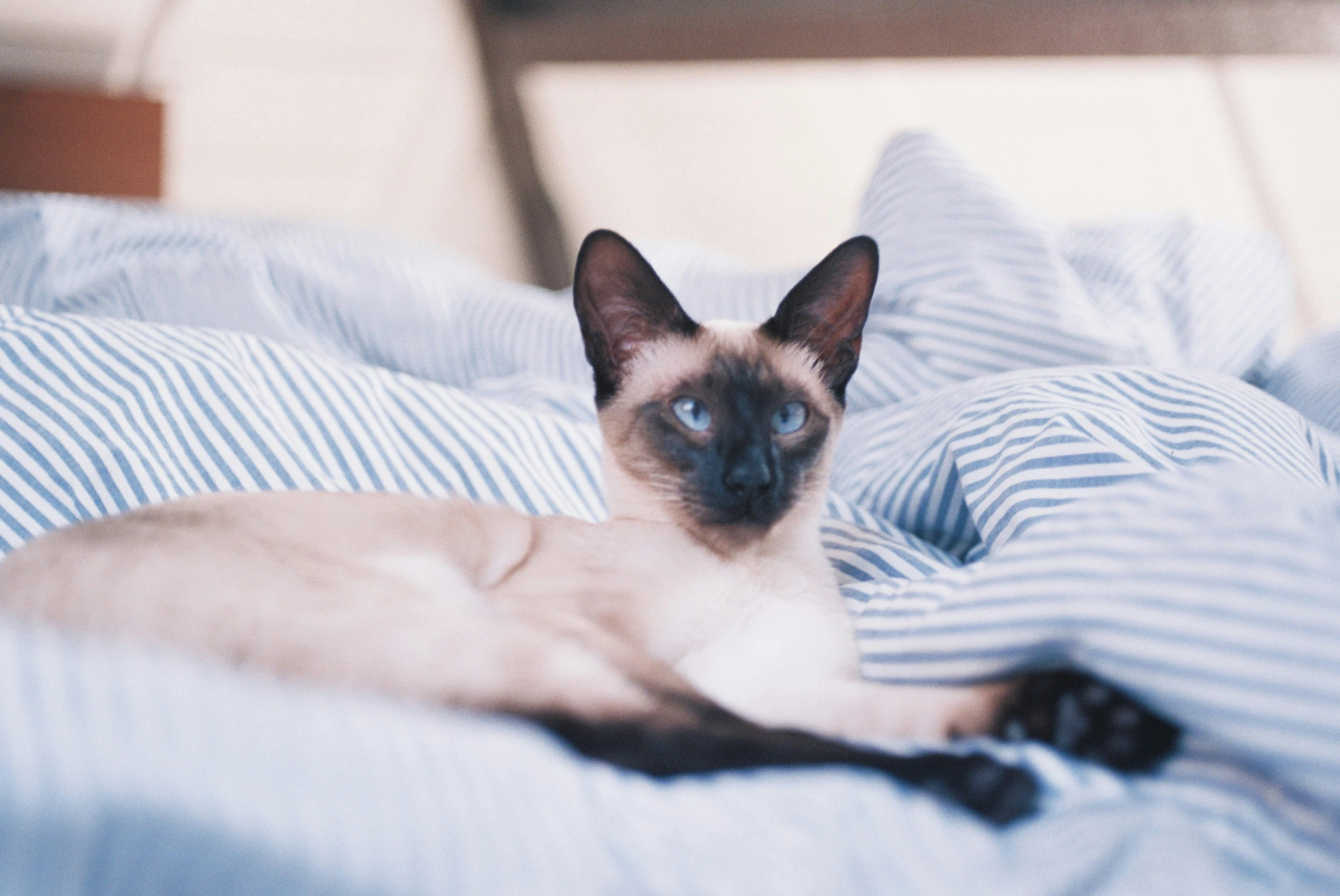 a siamese cat relaxing on the bed