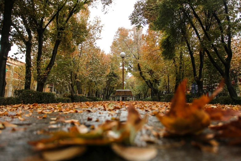 an image of the leaves that are on the ground