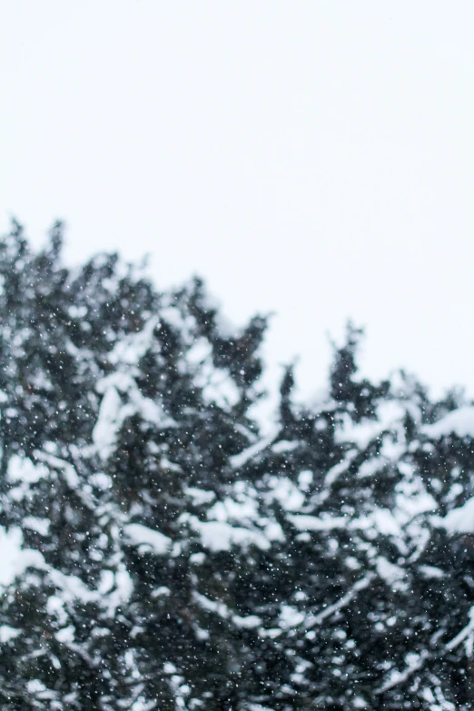 this is the top of trees in a snow storm