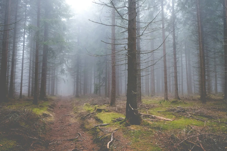 the fog is coming in the trees and on the ground