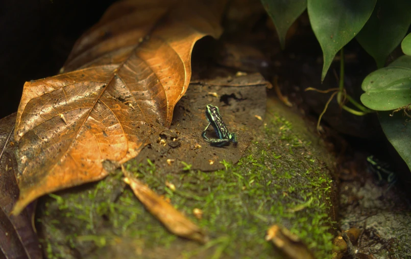 a bug crawling along a green moss covered surface