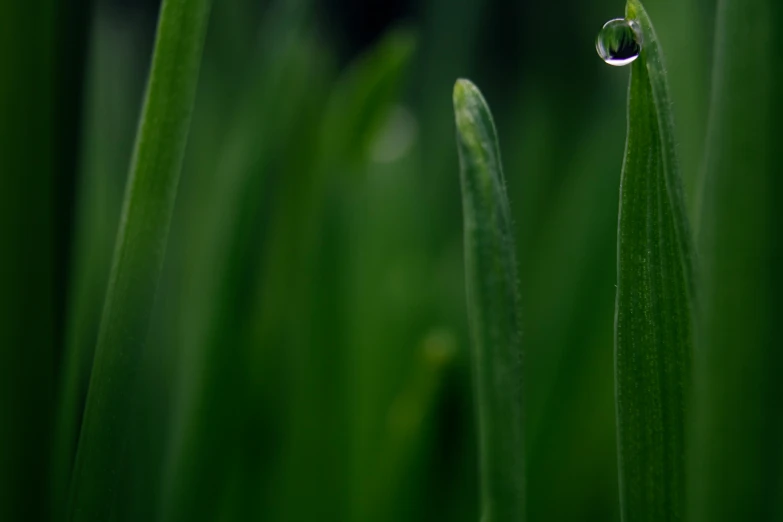 a picture of some very nice grass with one drop