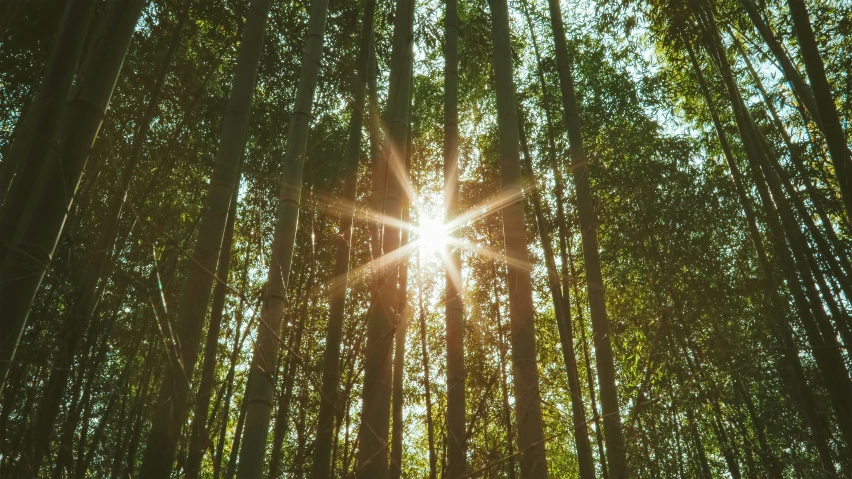 a sun peeking through the leaves of some trees