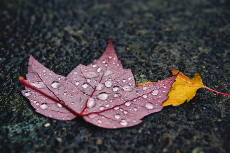 a fallen leaf lies on the ground covered in drops of water