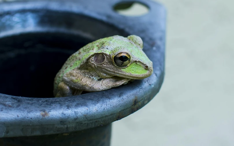 a small green frog sitting in the middle of a bowl