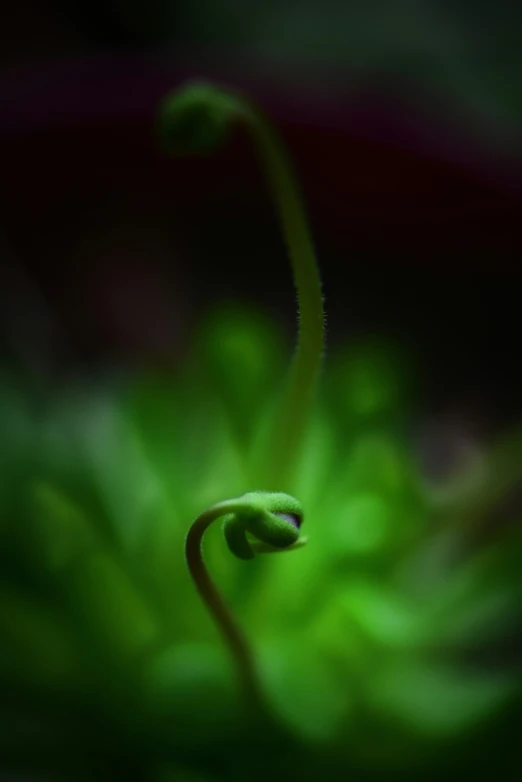 a plant with a green flower head