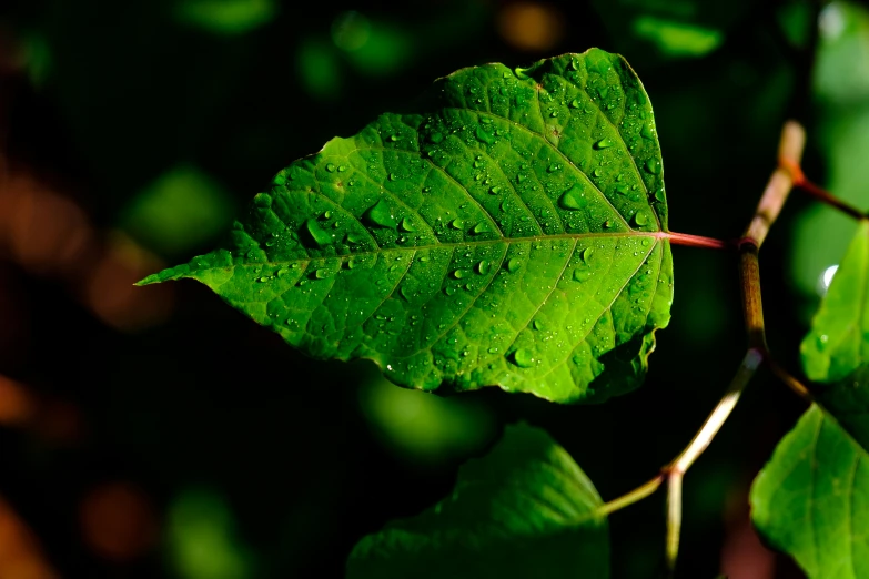 a leaf has water droplets that have been on it