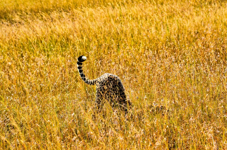 a tiger with its tail blowing in the wind