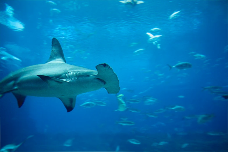 a shark swimming in the ocean surrounded by fishes