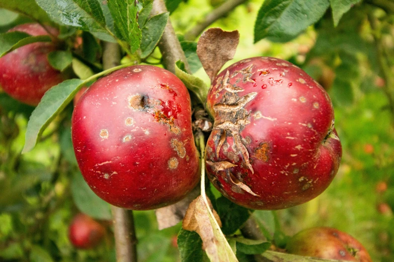 a red apple hanging from a tree nch with green leaves