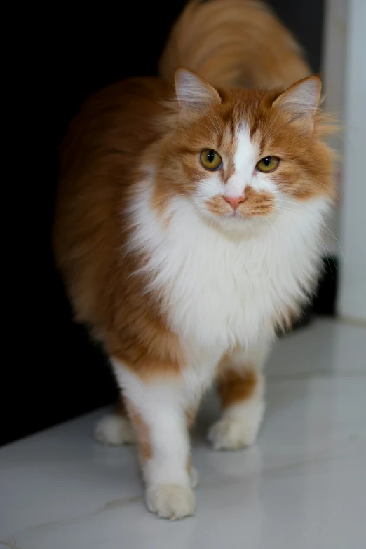 a large brown and white cat is standing on the counter