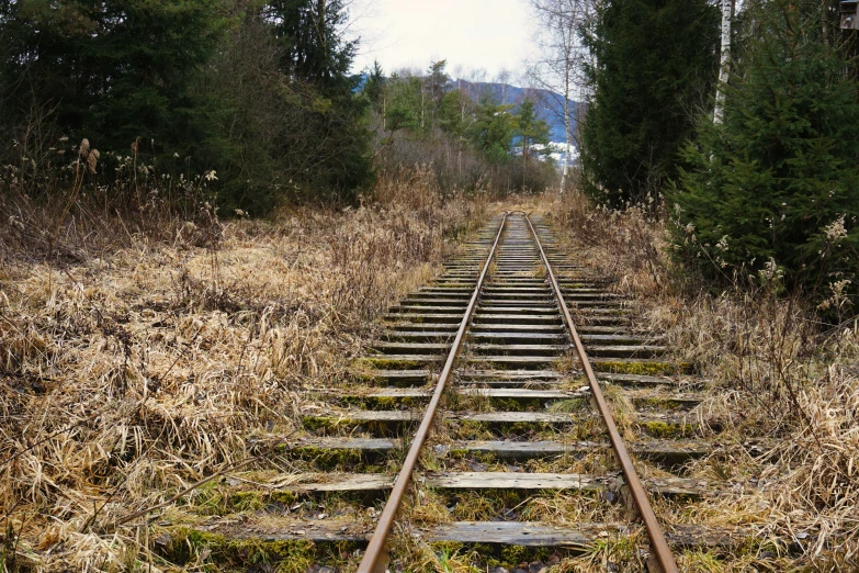 the train tracks are near many bushes and trees