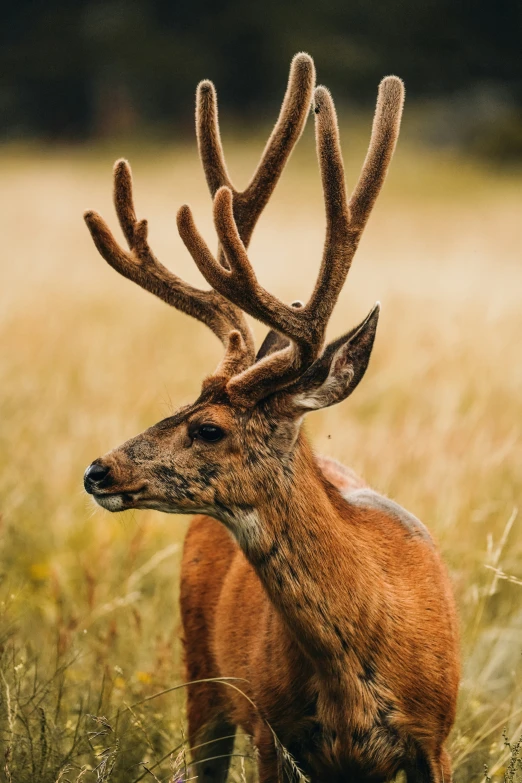 an adult deer standing on a field with long grass