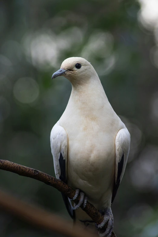 a white and black bird sitting on a nch