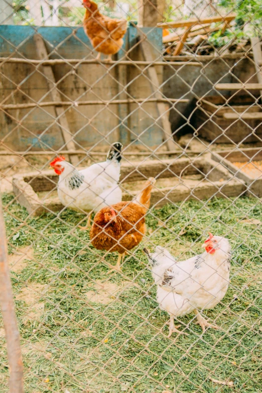 a herd of chickens walking around on a farm