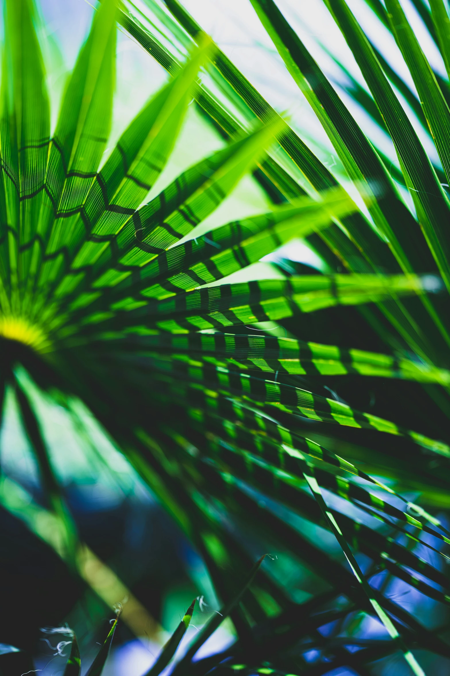 palm tree leaves in foreground and the sky