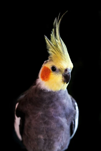 a colorful, bird standing up against a dark background