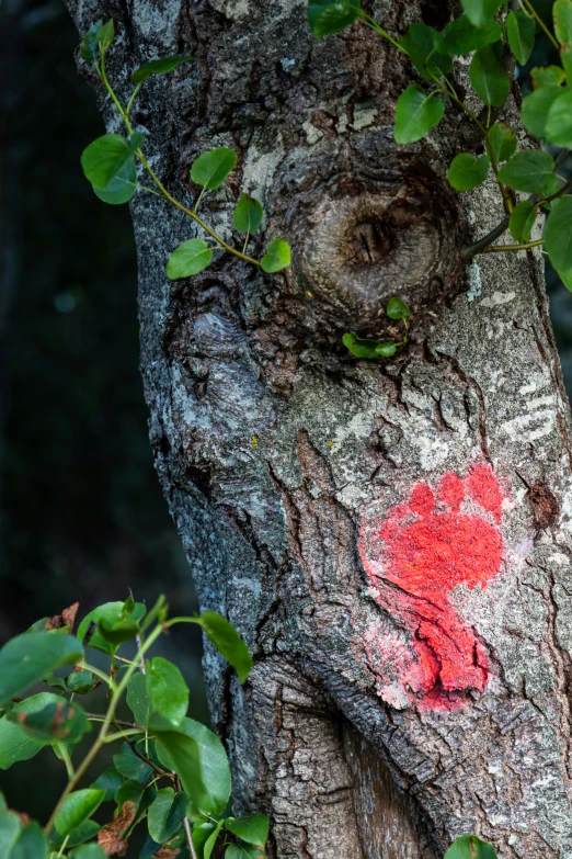 a tree that has a painted red paw on it