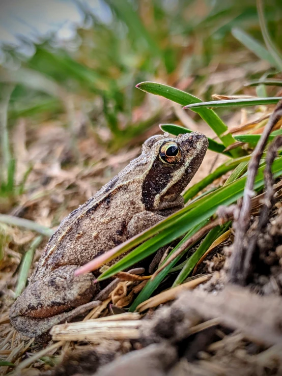 a frog that is sitting in the grass