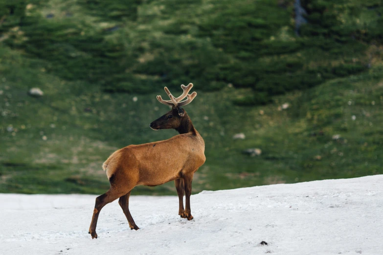 a deer standing in the snow and looking back