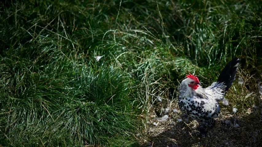 a black and white bird walks through tall grass