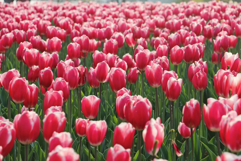 a field full of lots of pink flowers