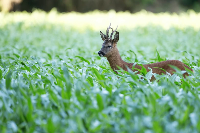 a deer is standing in some green grass